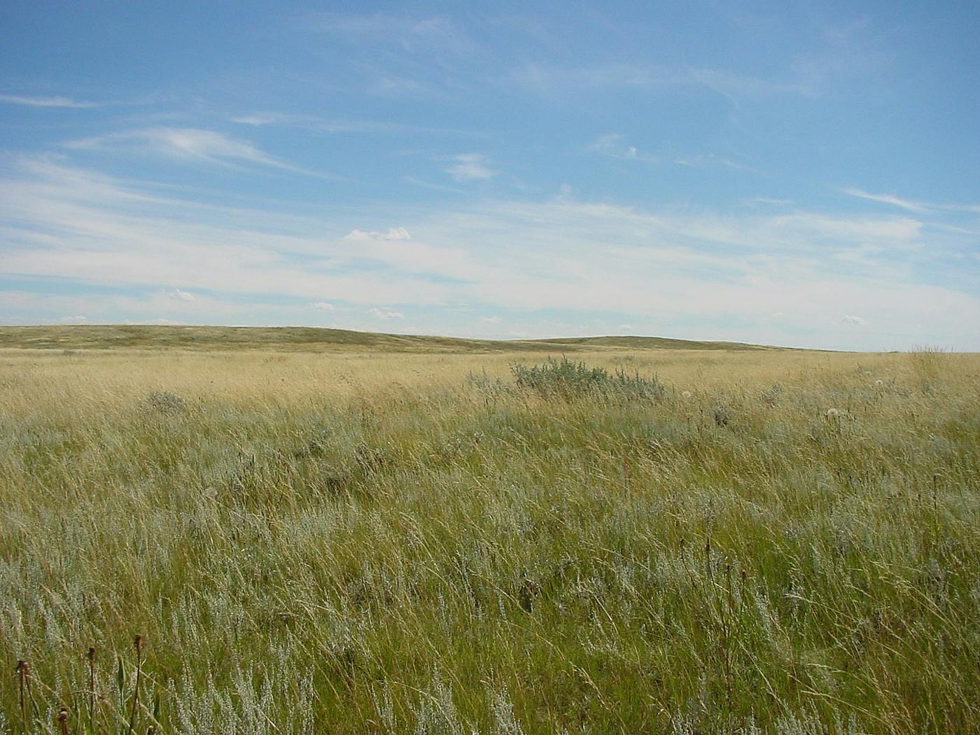 Northern Prairie & Aspen Forests (NA12)