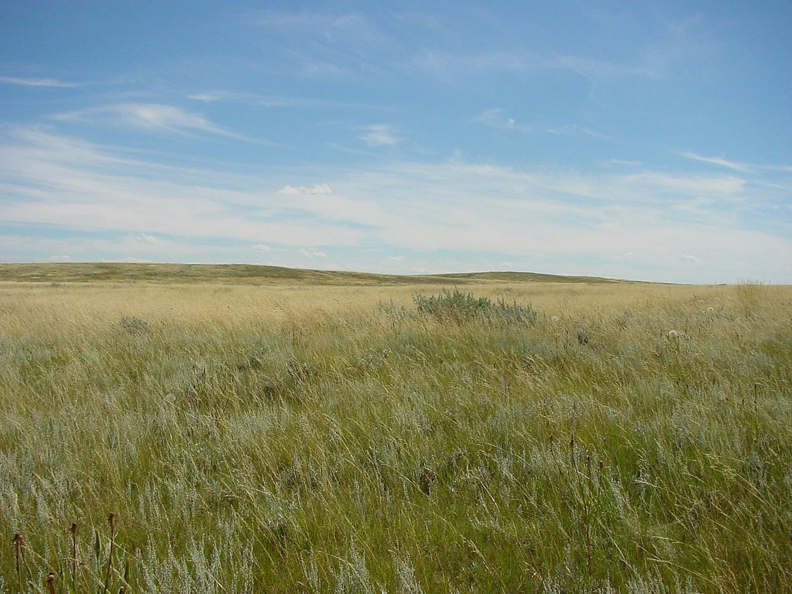 Northern Shortgrass Prairie