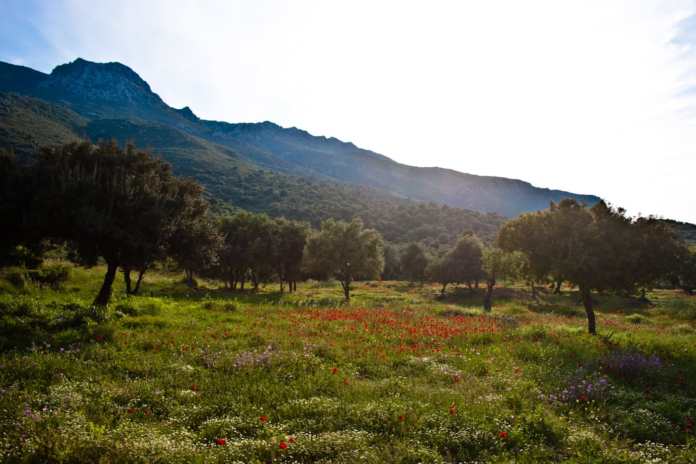 Aegean Sea & East Mediterranean Mixed Forests (PA18)