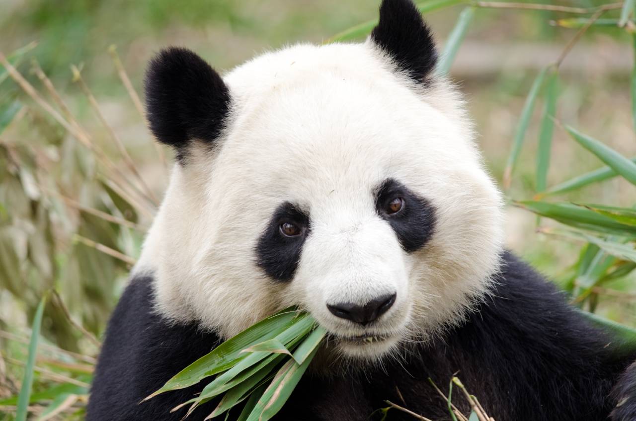 Giant Panda eating bamboo, Chengdu, China. Photo ID 38787980 © Birdiegal717 | Dreamstime.com