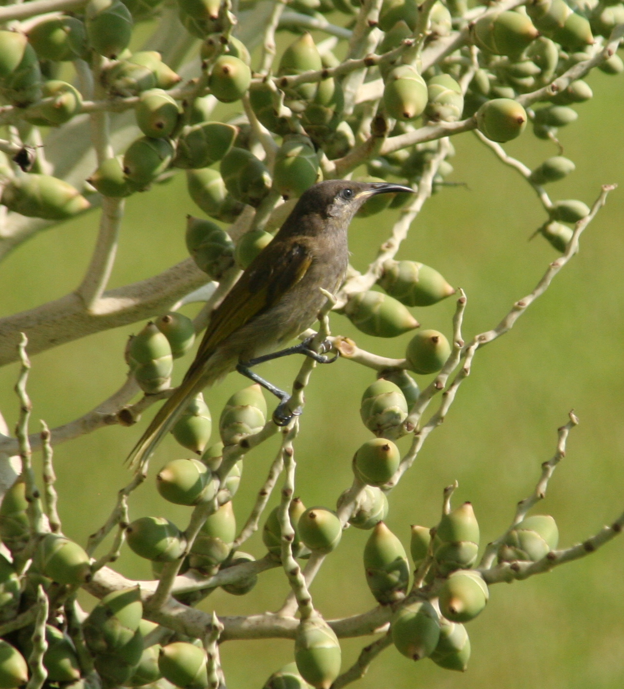 Dark brown honeyeater. Image credit: Wikipedia, Duncan Wright (CC by 3.0)