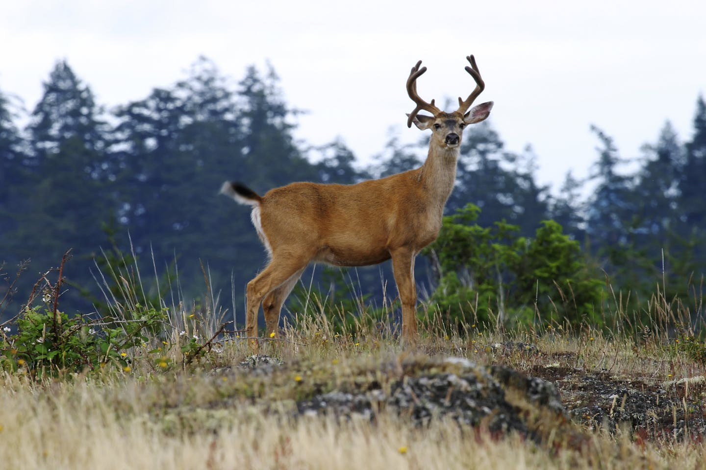 Why the black-tailed deer is vital to Pacific Northwest forests