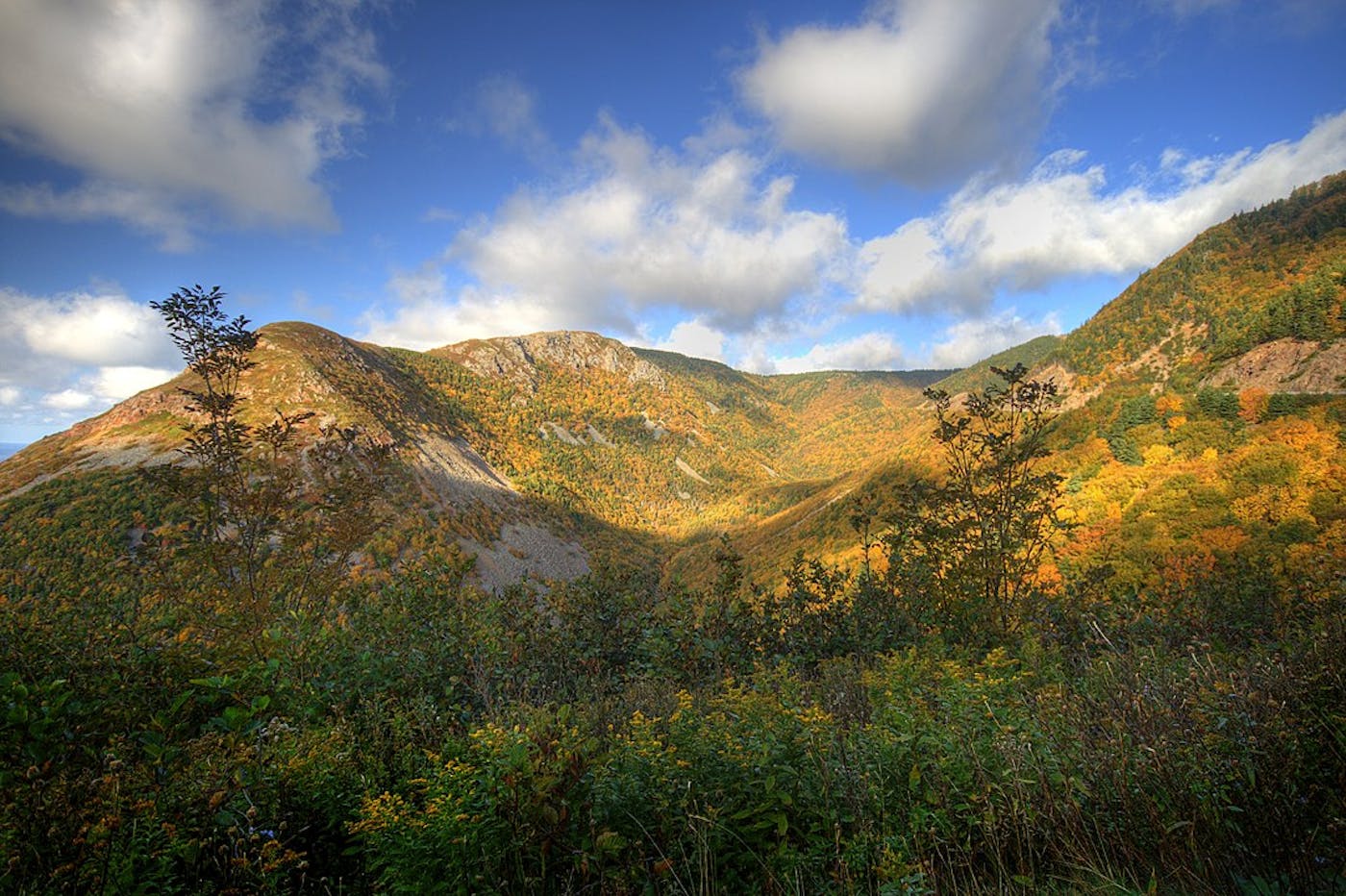 Northeastern American Mixed Forests (NA10)