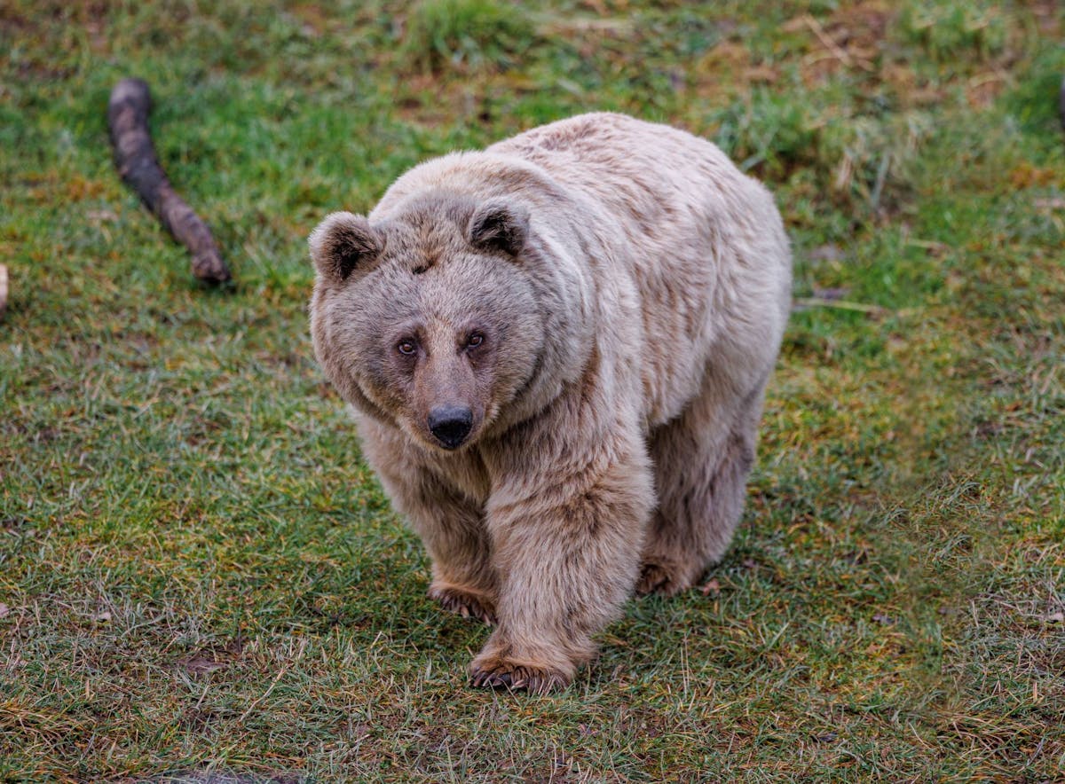 Syrian brown bears: Unveiling a hidden side of the Middle East