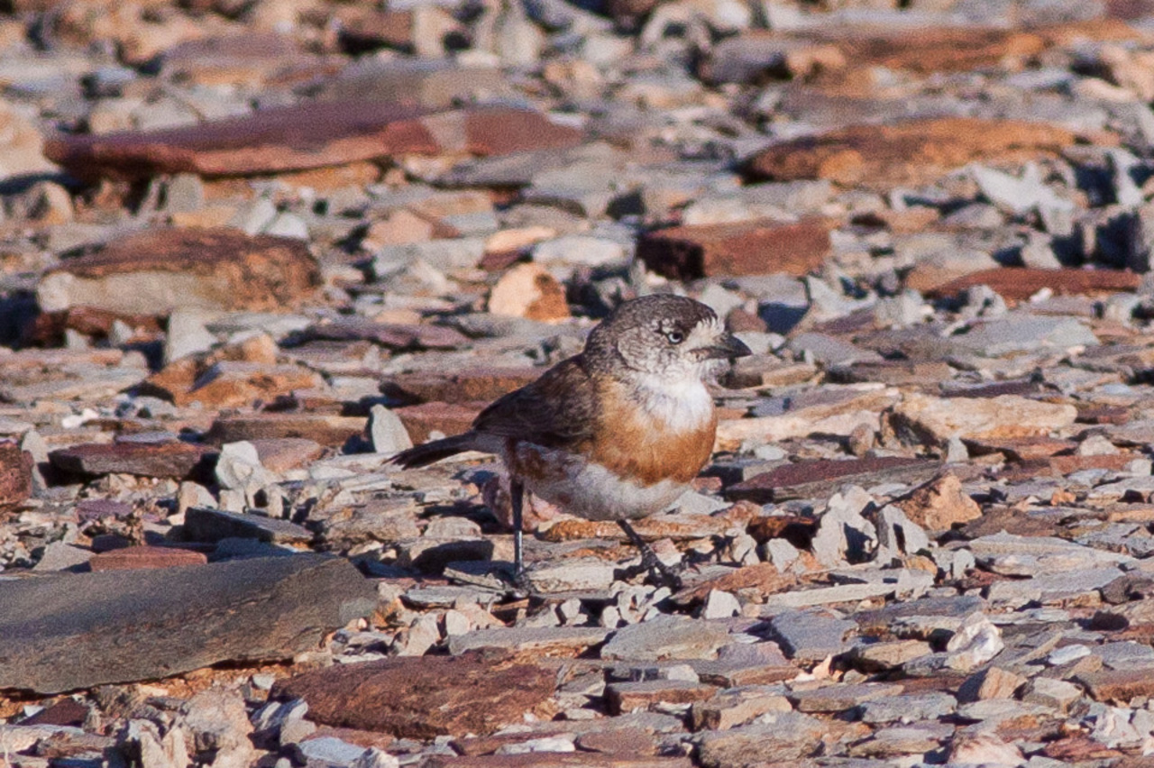 Great Victoria Desert One Earth   211 GreatVictoriaDesert Chestnut BreastedWhiteface CC WikiCommons 