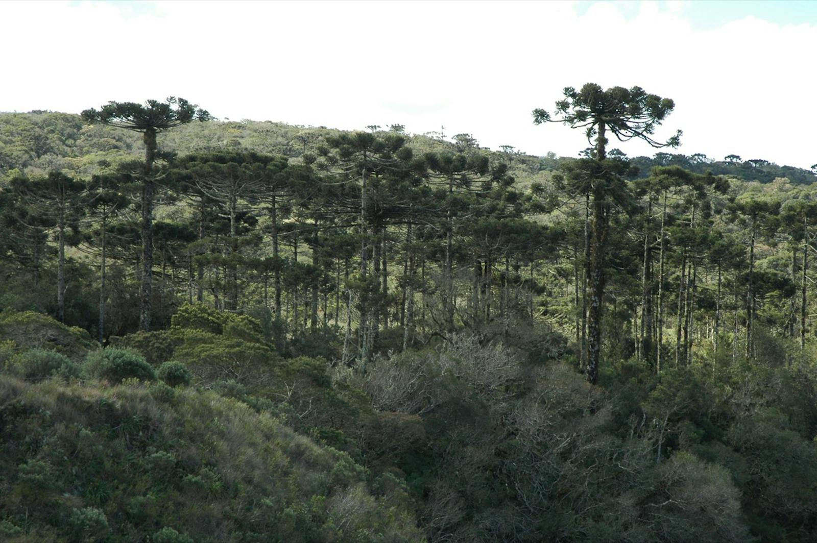 Araucaria Moist Forests