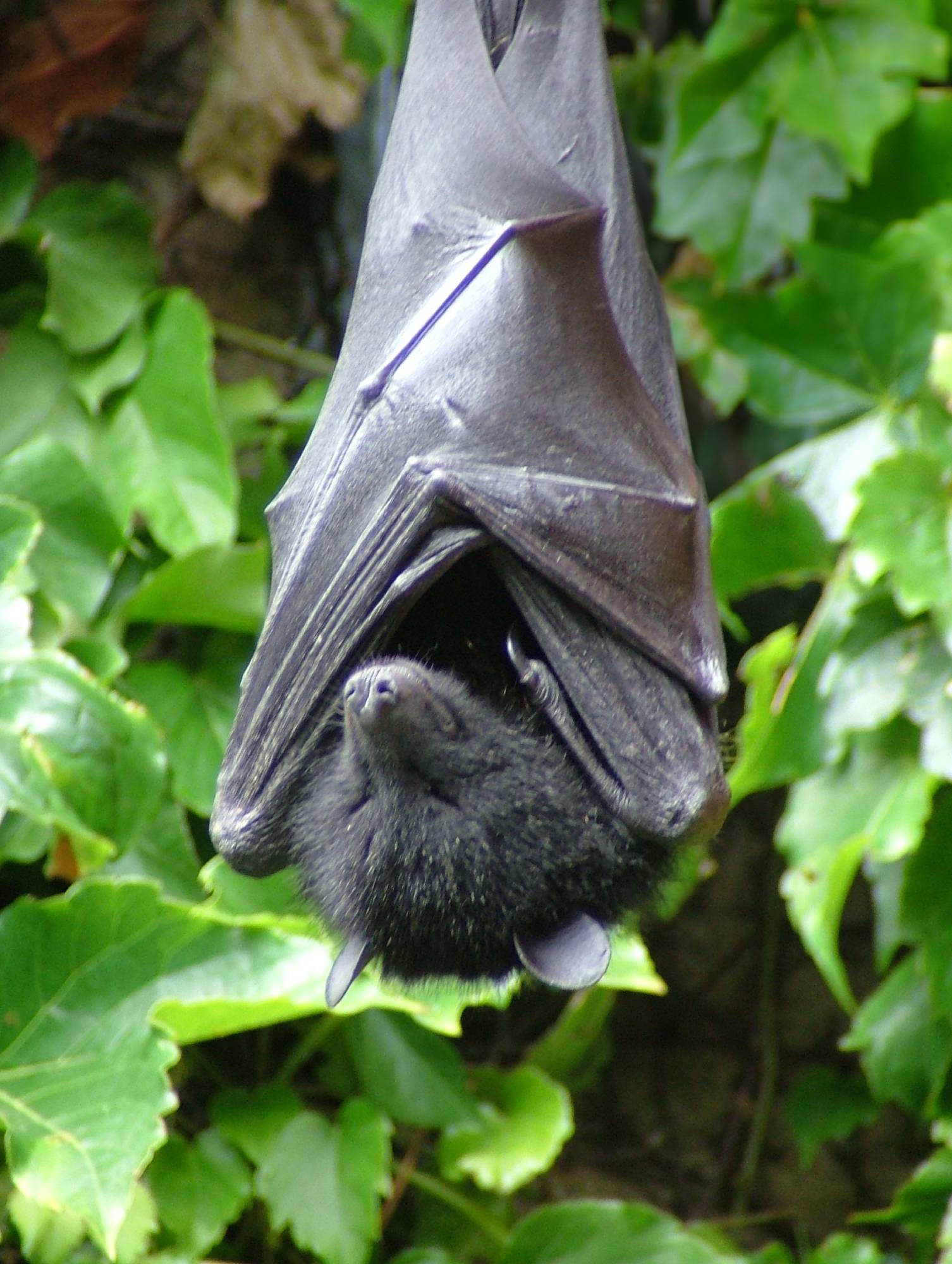 Livingstone's fruit bat (Pteropus livingstonii), also called the Comoro flying fox. Image credit: Ben Charles, CC by 2.0 Deed
