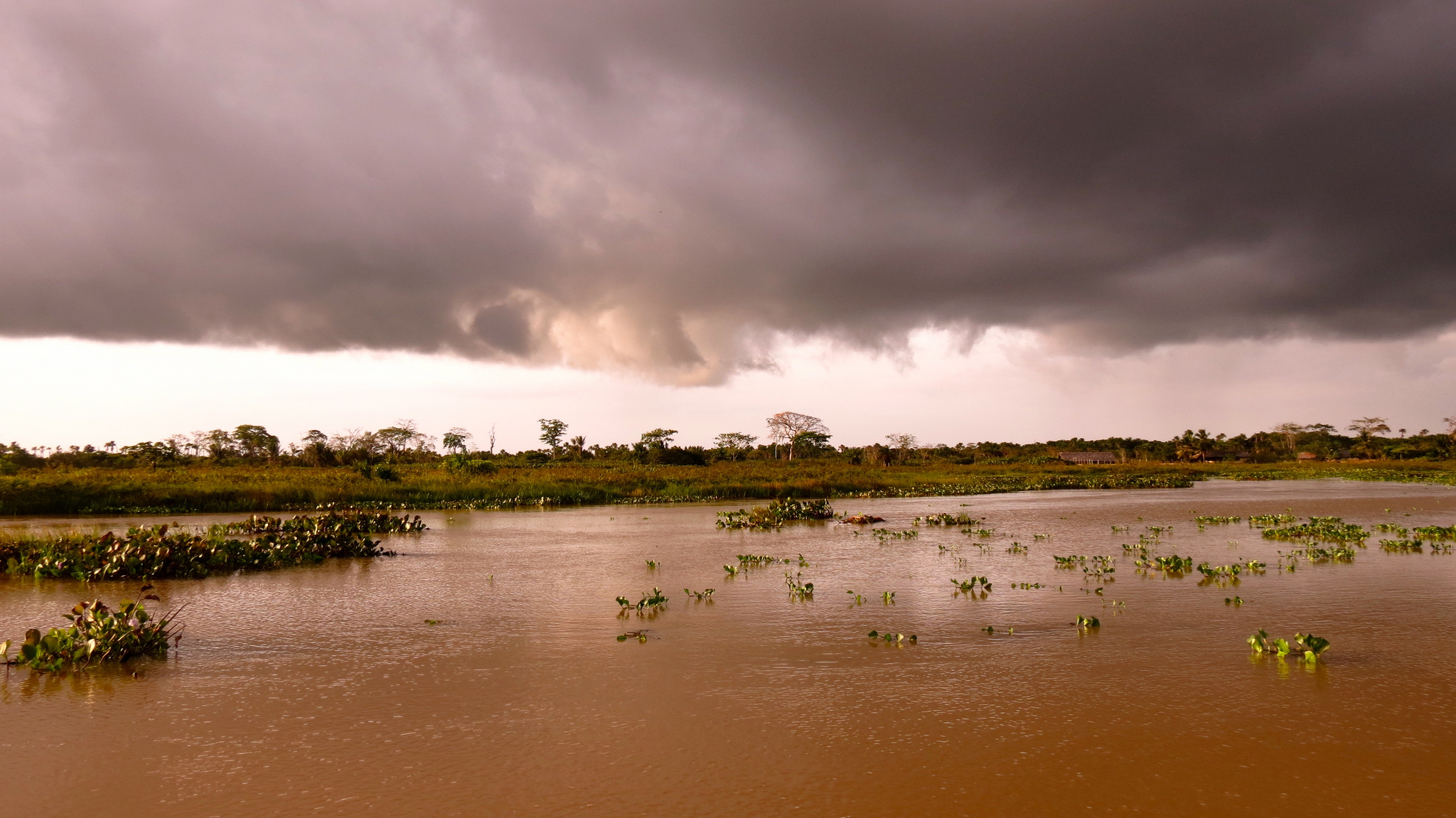 Guianan Forests Savanna Nt21 One Earth