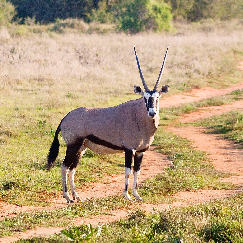 Антилопа 5 букв. Антилопа Орикс. Орикс Бейза. Гемсбок антилопа. Oryx Gazella.