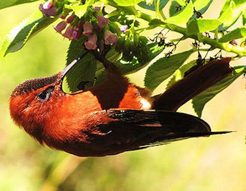 Juan Fernández firecrown (Sephanoides fernandensis)