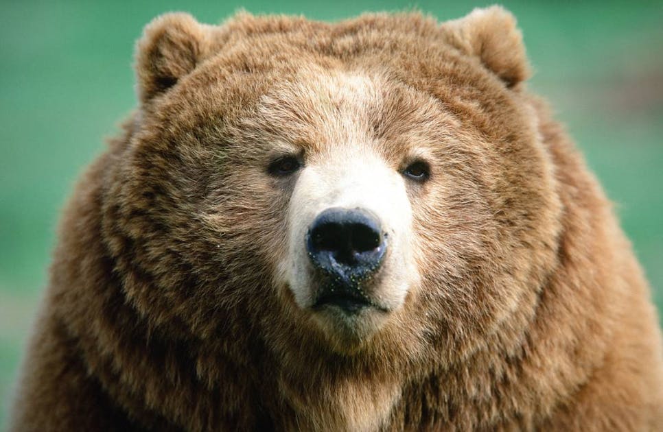 How Kodiak brown bears keep the Alaskan islands healthy
