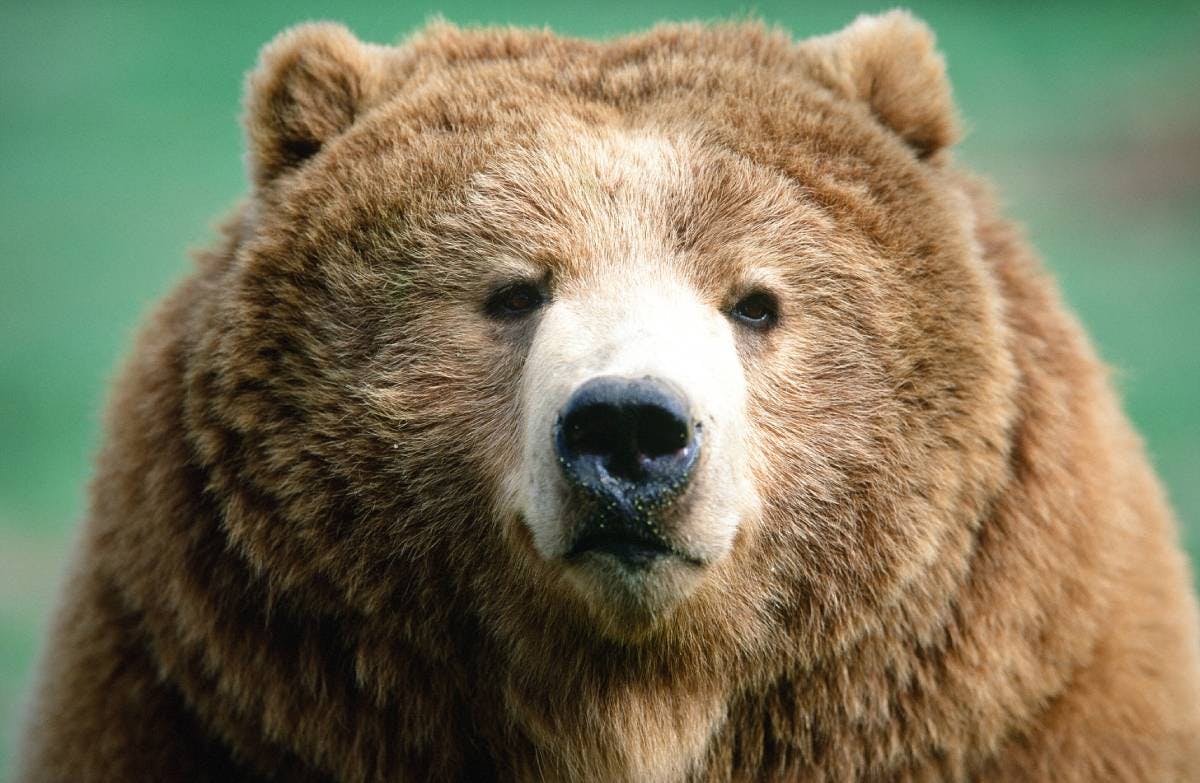 Brown Bear, Species