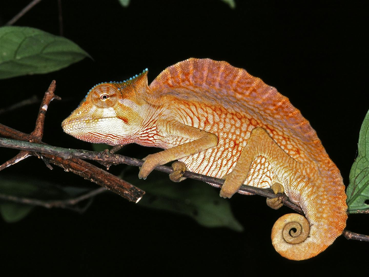 How crested chameleons amazingly change color to communicate | One 