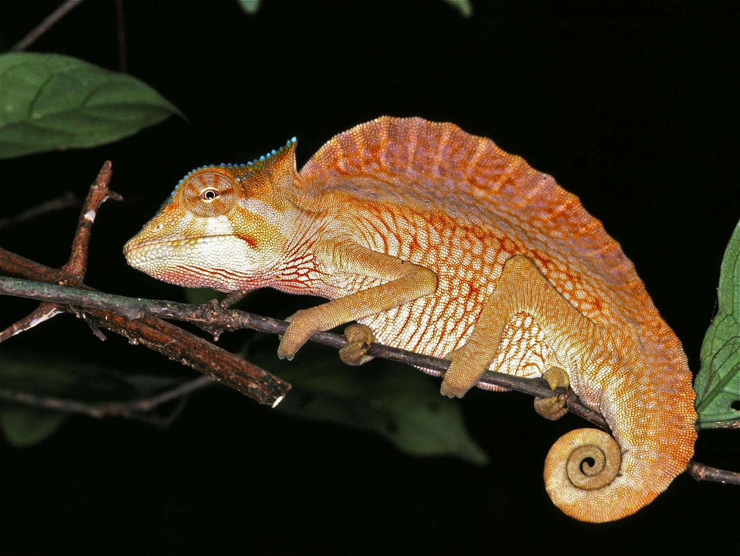 How crested chameleons amazingly change color to communicate