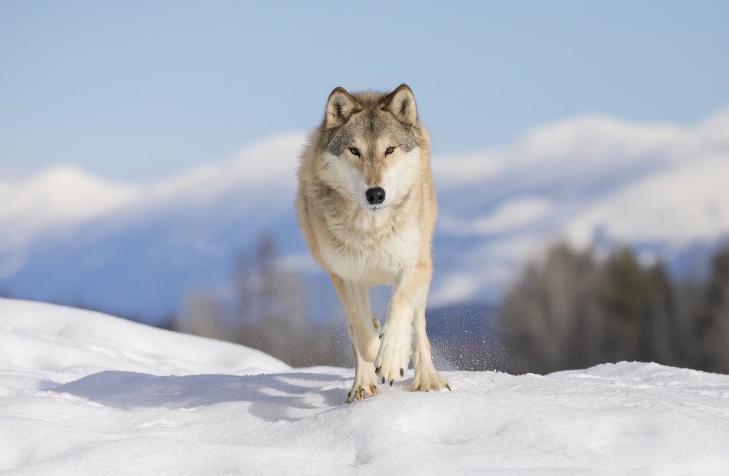 Tundra Wolf (Canis lupus albus) running in the winter snow.