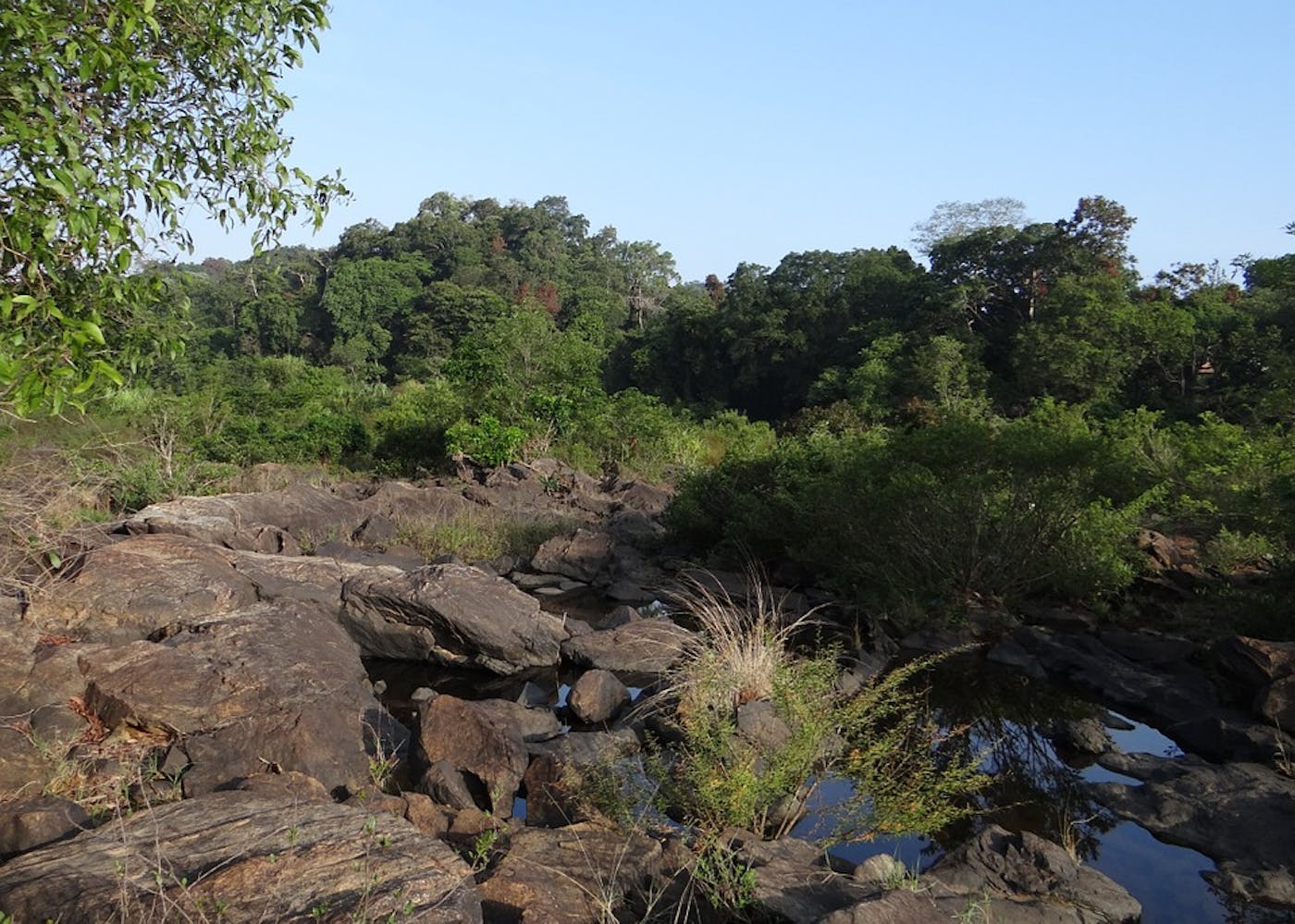 Indian Tropical Coastal Forests (IM2)