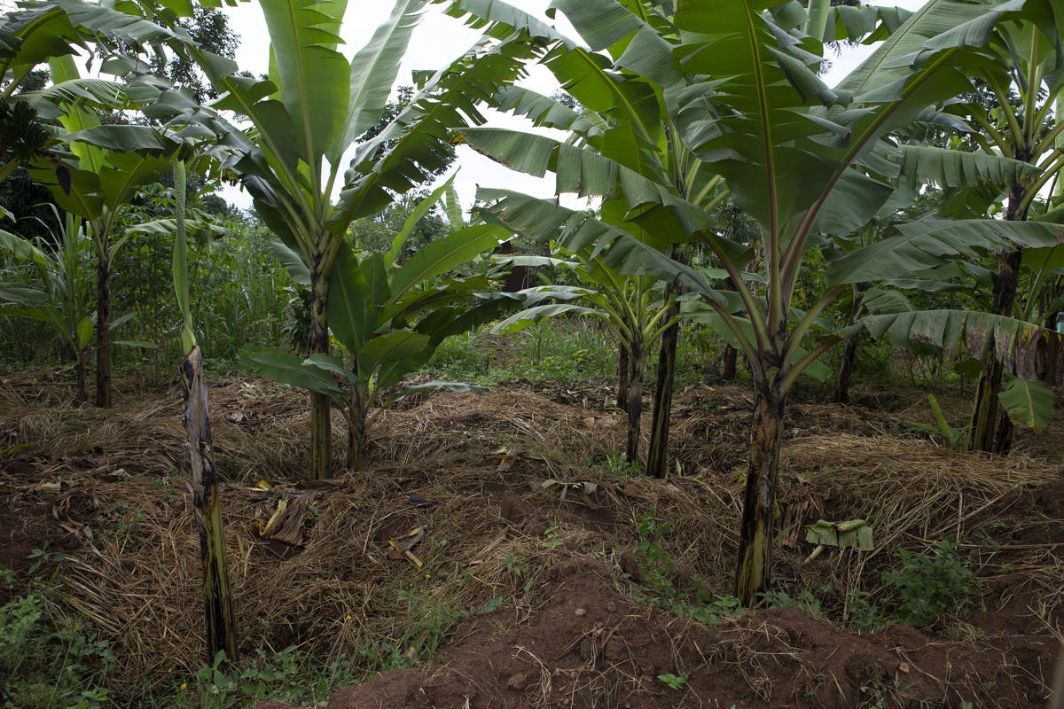 Farmers in Uganda are recovering soils using natural “dams”