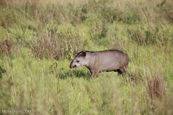 Tapirs could be key in helping degraded rainforests bounce back