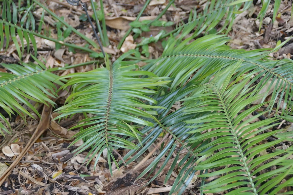Ngoye cycad: how one plant supports the jungle soil