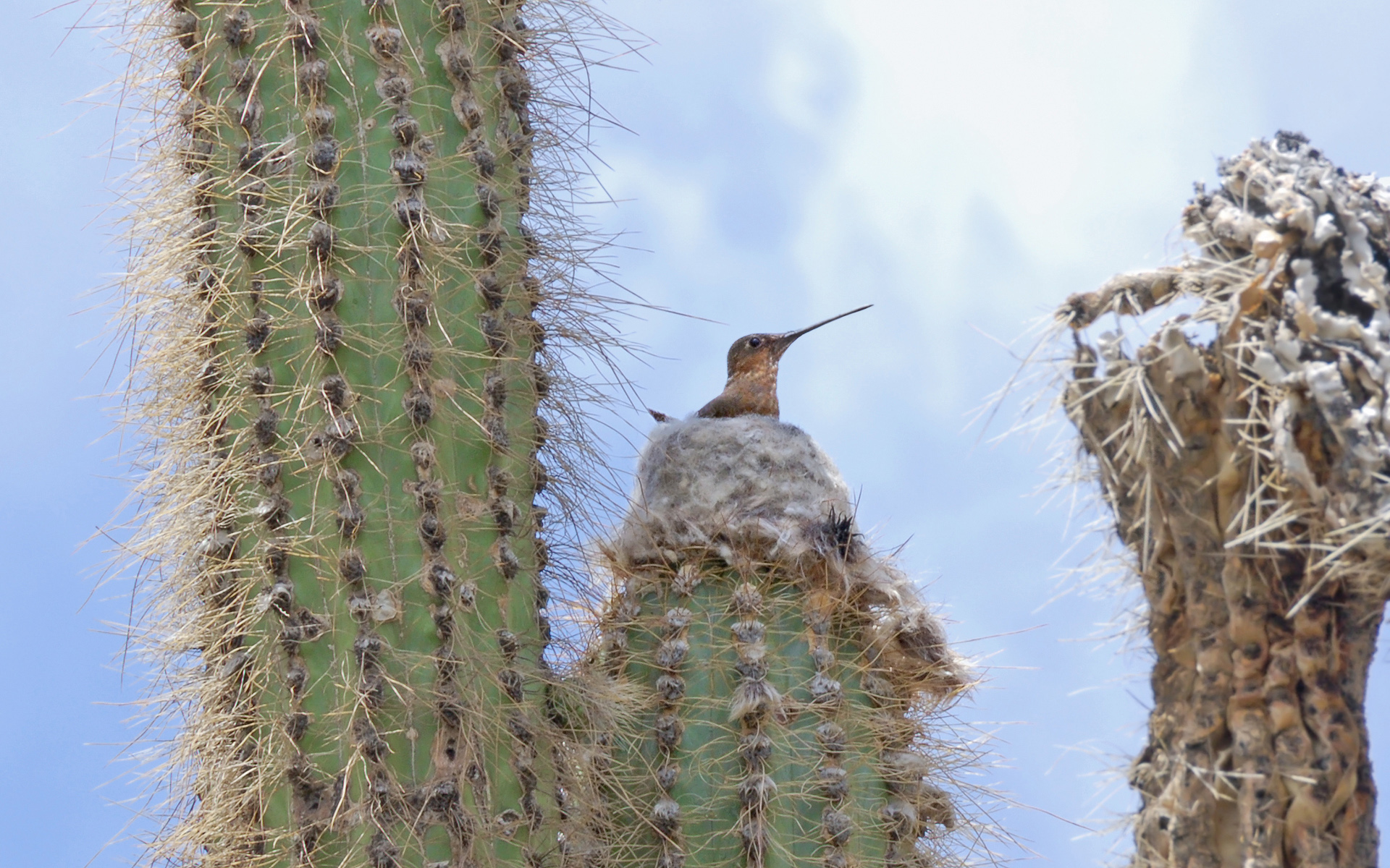Giant hummingbird (Patagona gigas). Image credit: Mario Giorgetta
