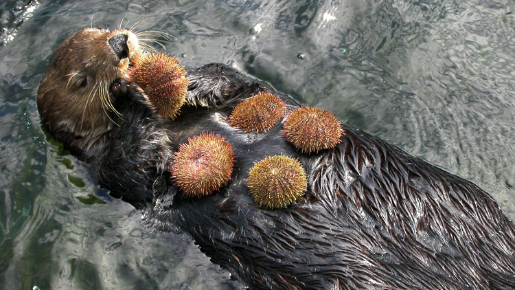 kelp forest sea otter