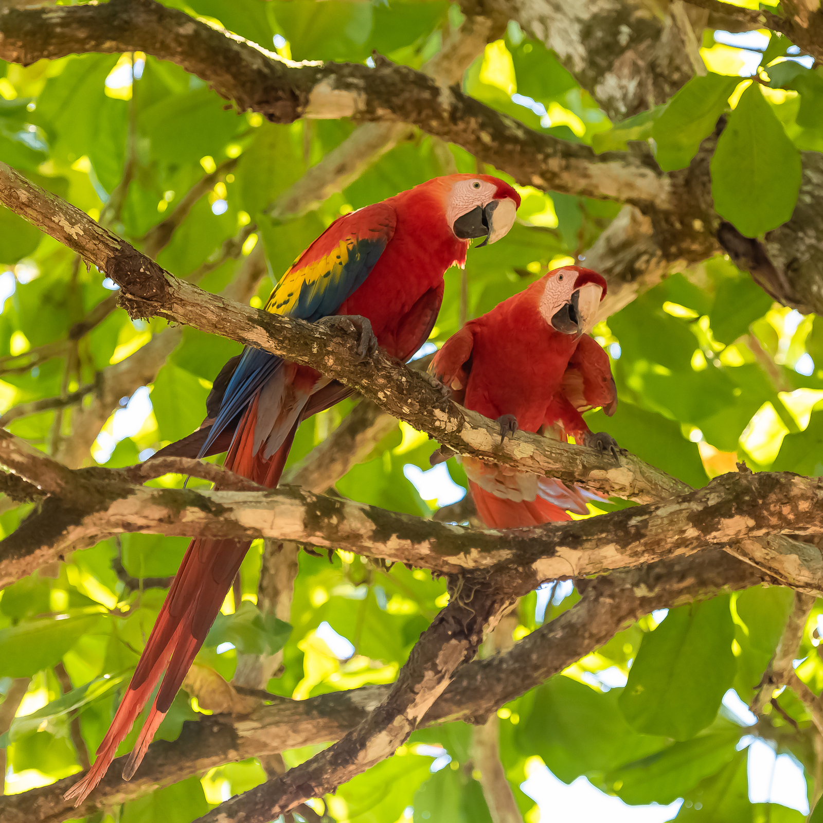Scarlet macaws (Ara macao) in Costa Rica. Image Credit: © Gueret Pascale | Dreamstime.com.