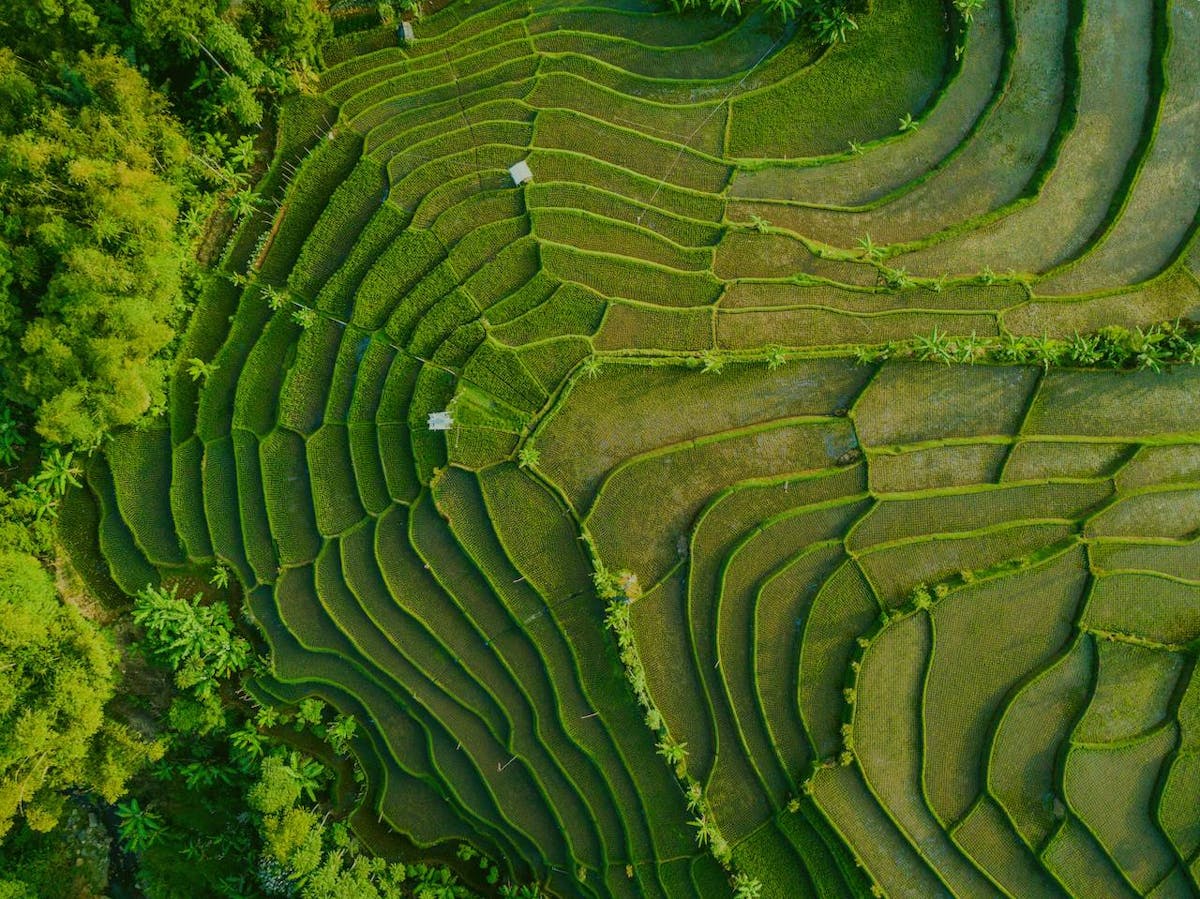 Sustainable Rice Farming