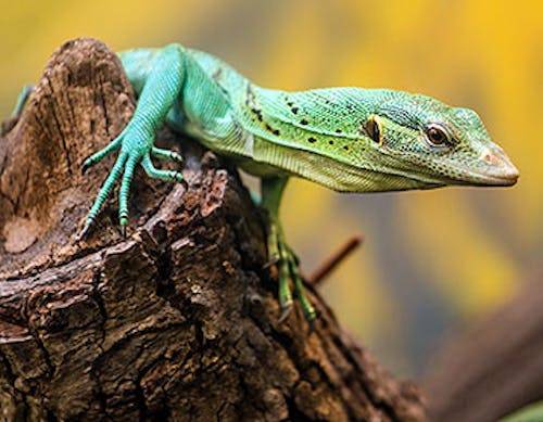Biak emerald monitor lizard