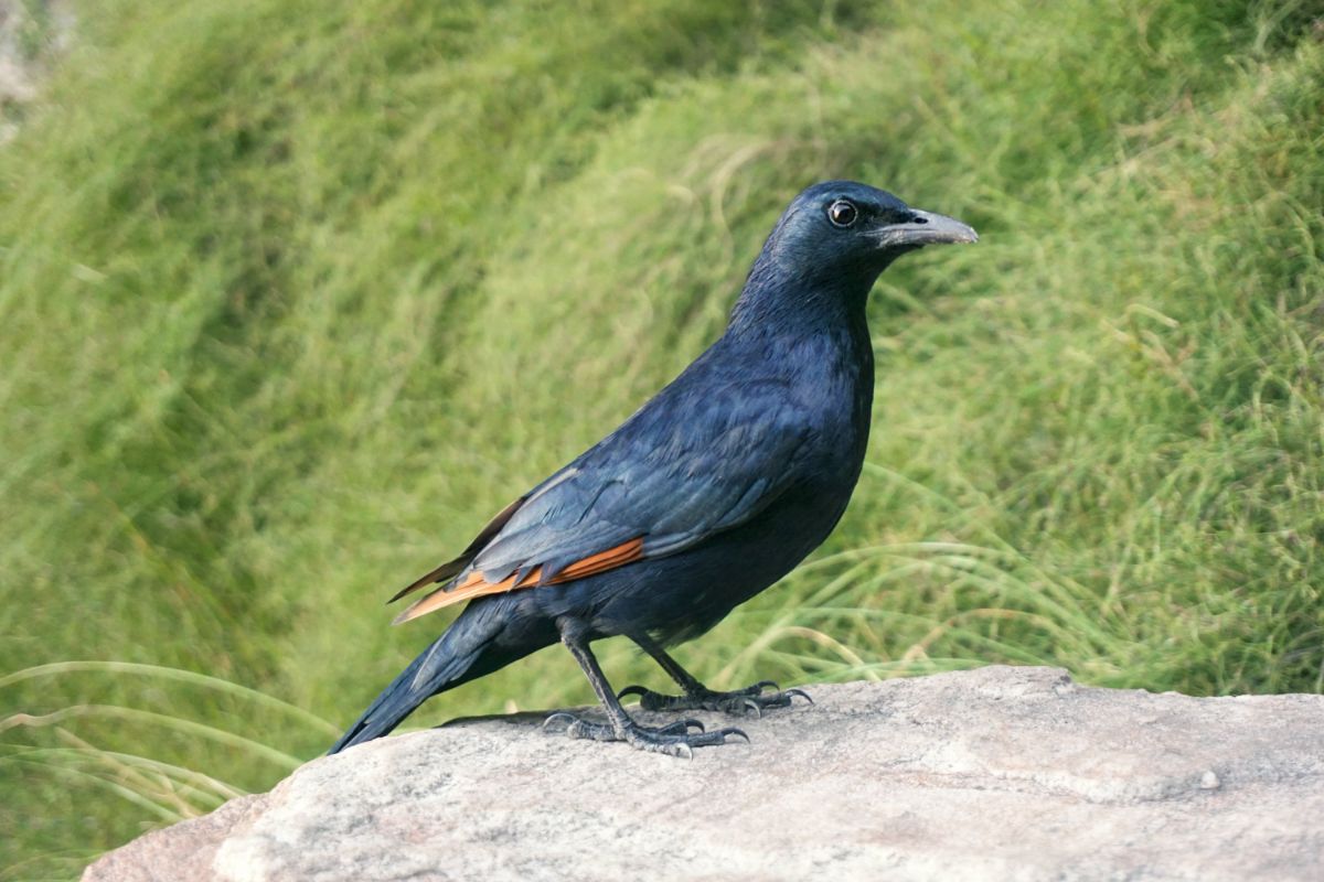 Redwing starling. Image credit: Wikipedia, Kallerna (CC by 4.0)