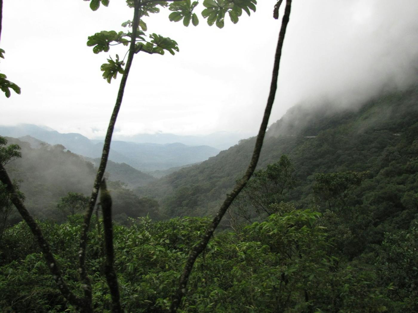 Brazilian Atlantic Moist Forests (NT14)