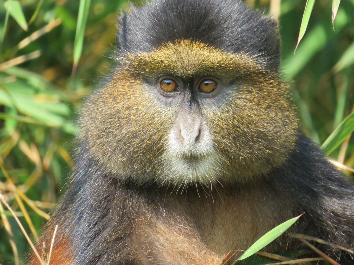 The blue monkey: how primates amazingly help the rainforest flourish