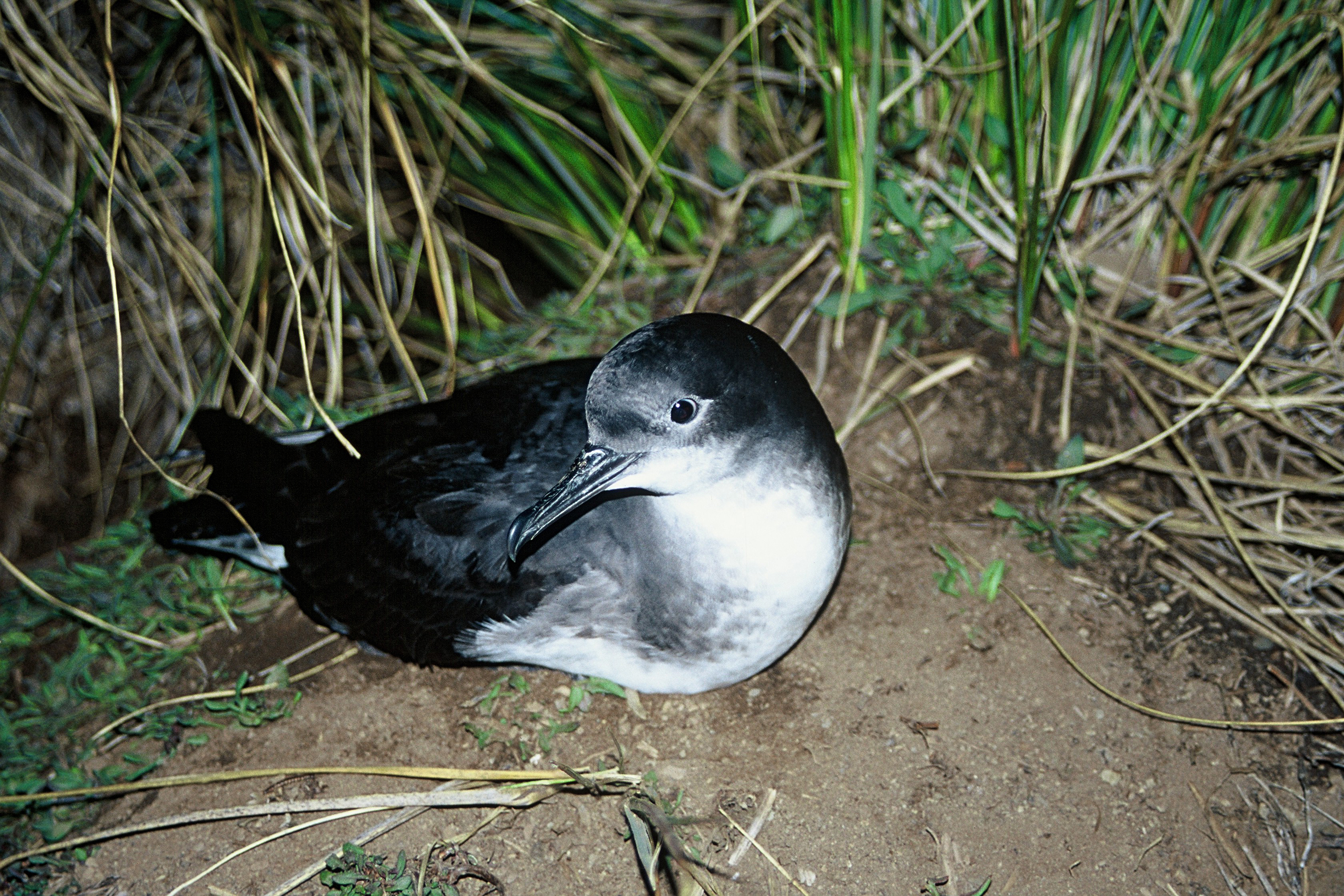 Hutton's shearwater. Image credit: Wikipedia, New Zealand Department of Conservation (CC by 4.0)