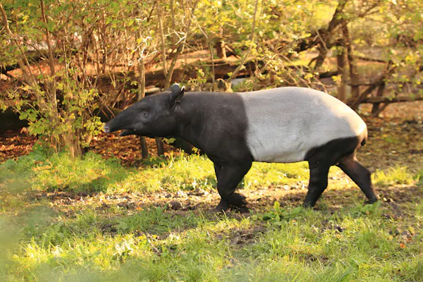 Malayan tapir: The rainforest gardener with a remarkable nose