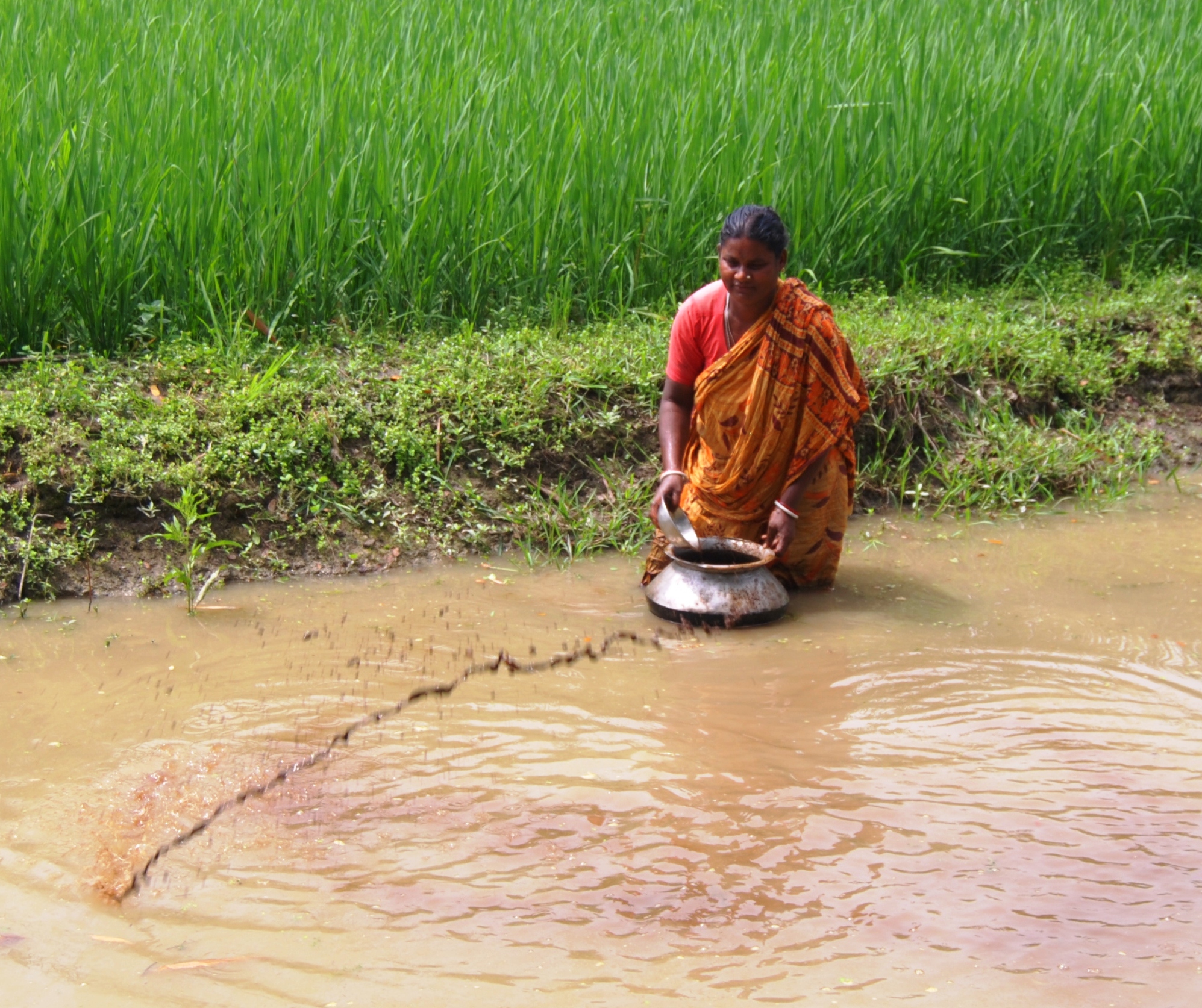 While fish get plenty to eat naturally in rice fields, many farmers in Bangladesh show respect to marine life by feeding them additional treats. Image Credit: WorldFish, Flickr.