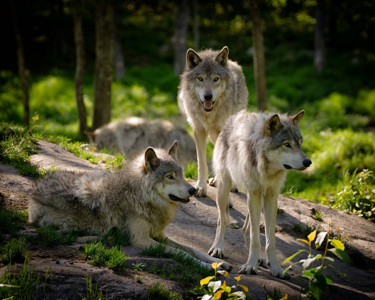 A pack of eastern timber wolves. Image credit: GatorDawg | iStockphoto