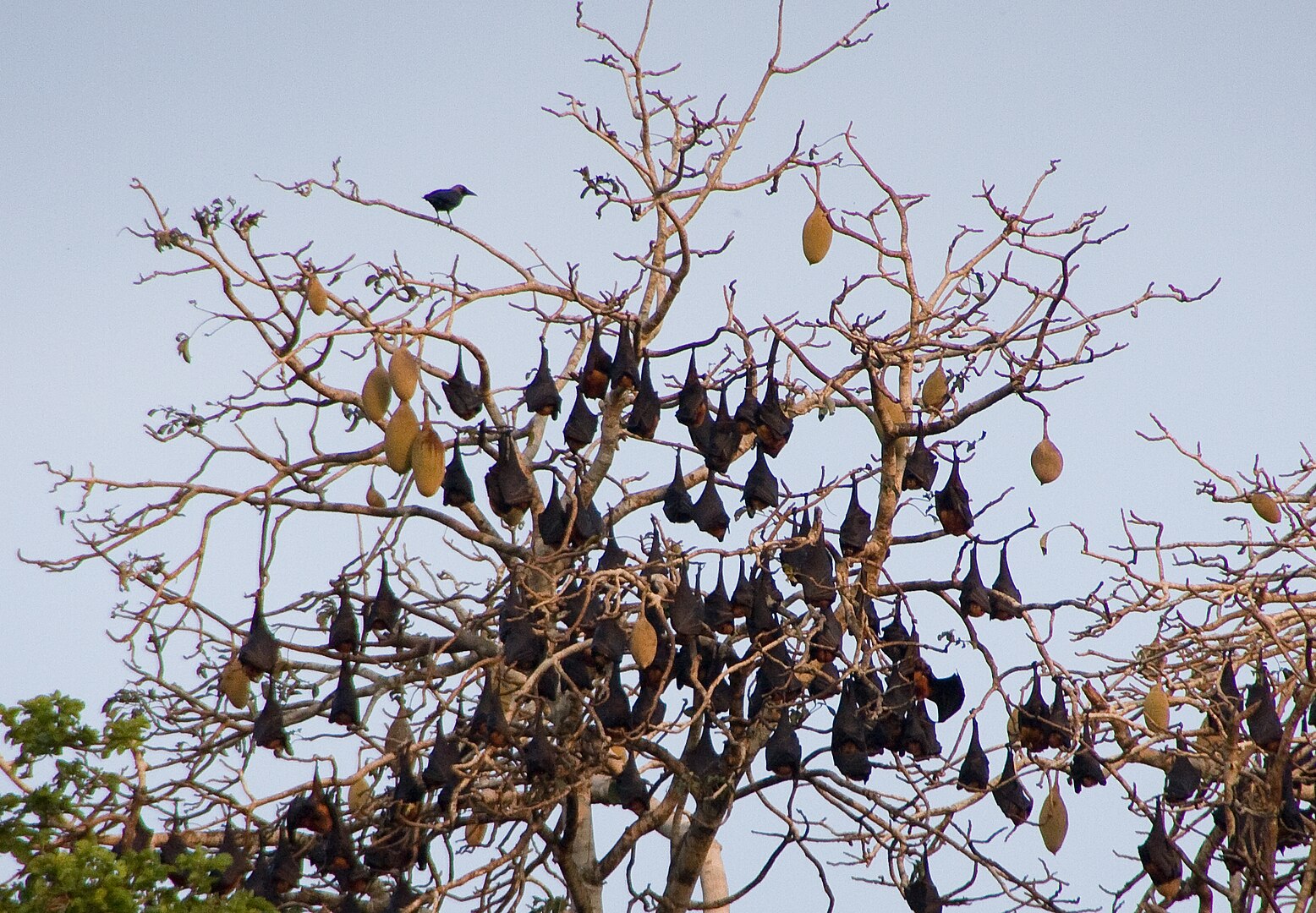 A colony of sleeping Pemba flying foxes in the Ngezi reserve on Pemba Island in Tanzania. Image Credit: By Marcel Oosterwijk, Wiki Commons.