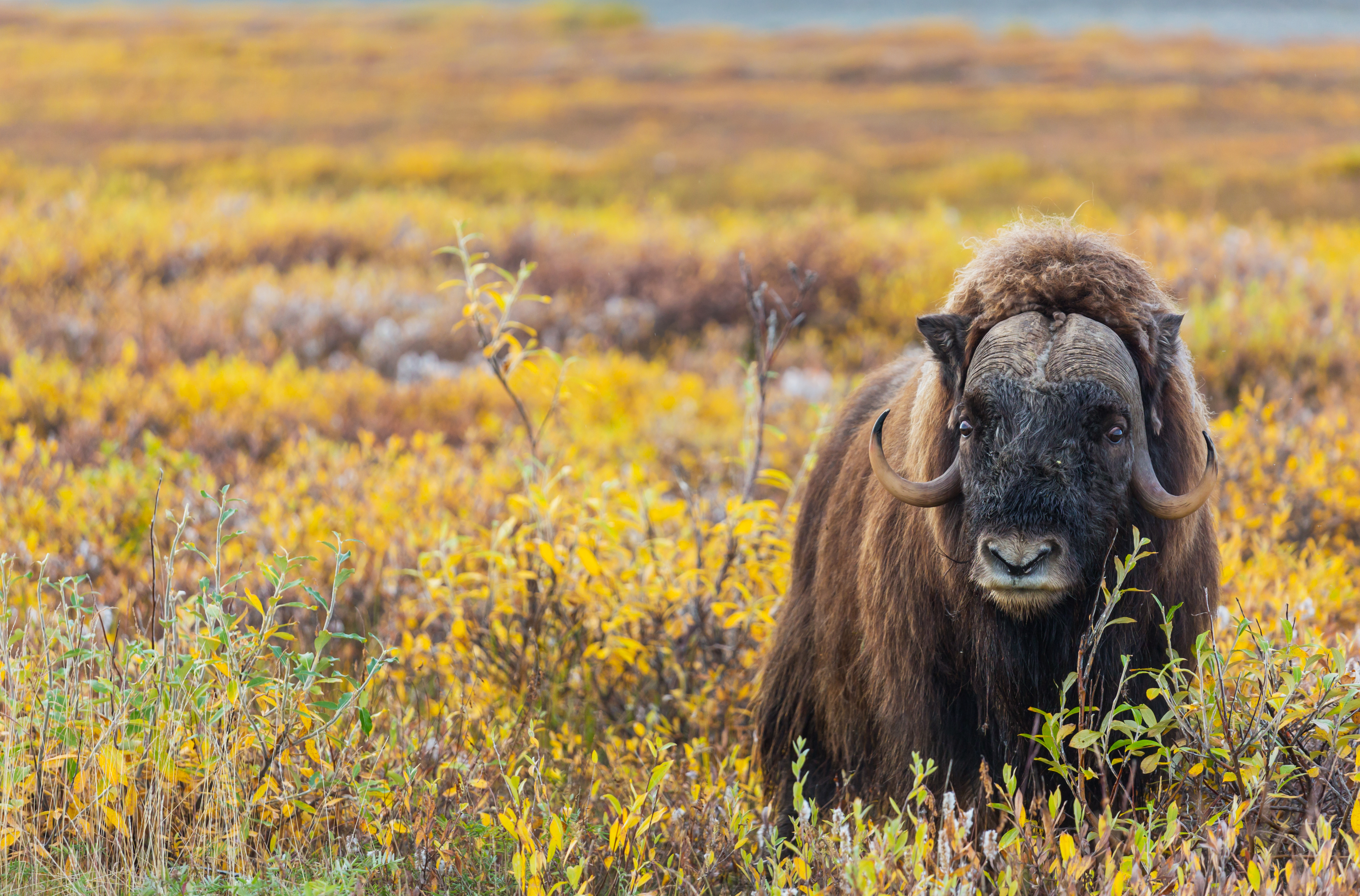 Wild muskox in an autumn landscape in the Arctic Tundra. Image Credit: Galyna Andrushko, Envato Elements.