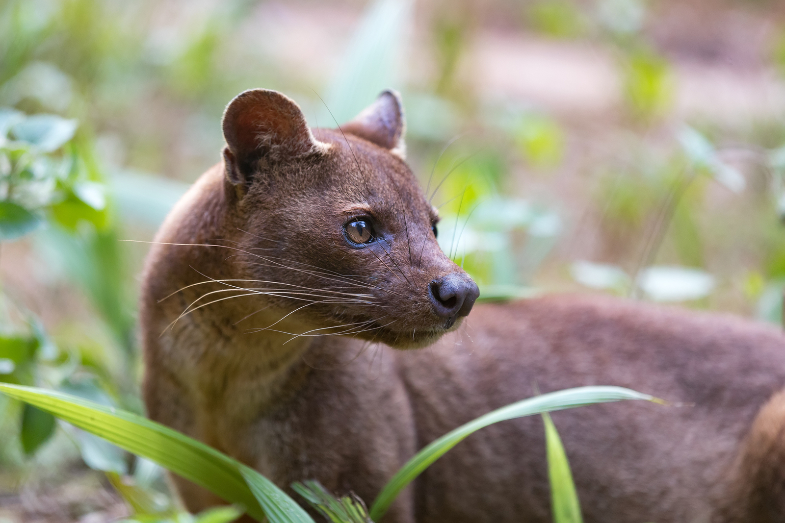 A fossa at the Vakona Reserve in Perinet, Madagascar. Image Credit: Artushfoto | Dreamstime.com.