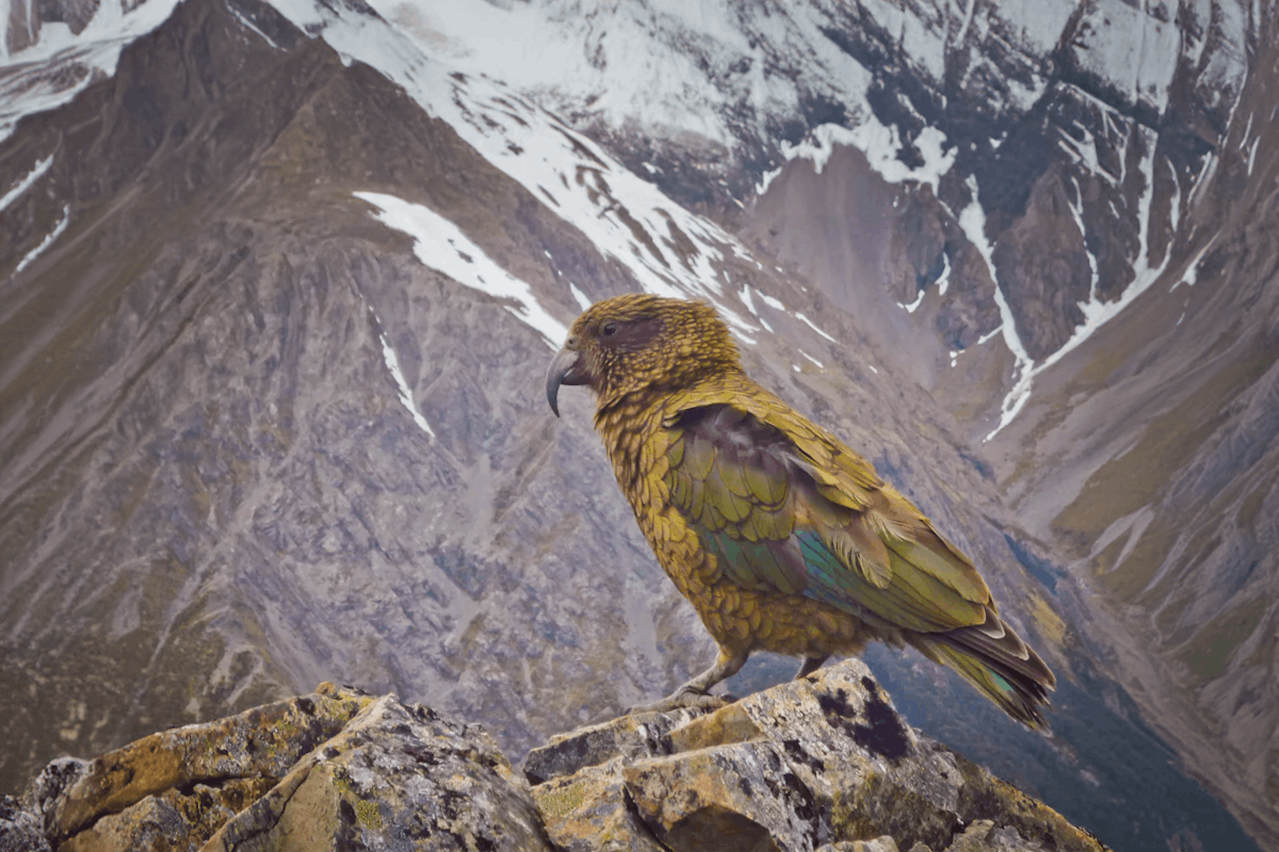 Meet the kea parrot: Mischievous guardians of the mountains