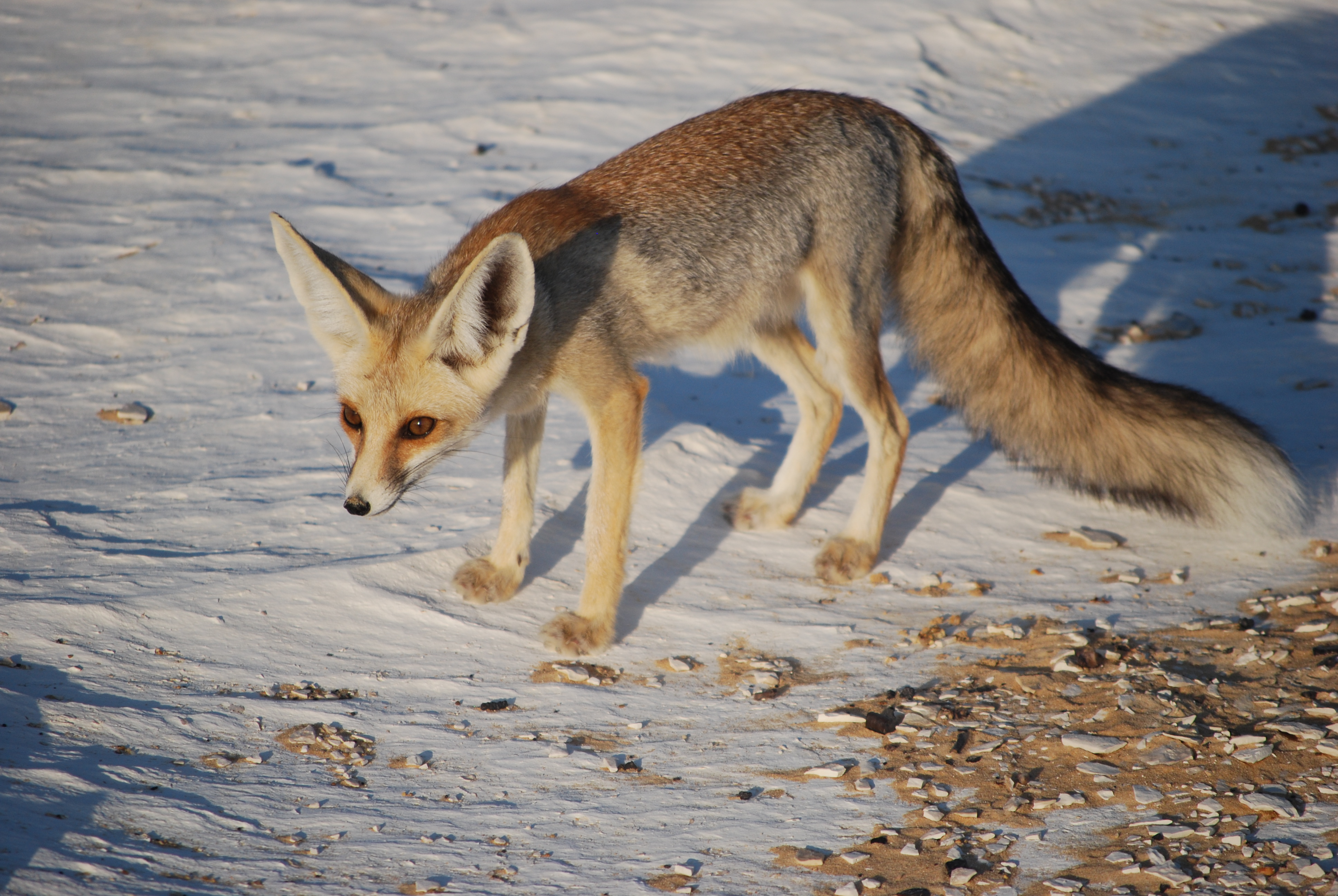 Дикая лиса название. Секуранская лисица. Песчаная лисица v. rueppellii. Ruppell's Fox.
