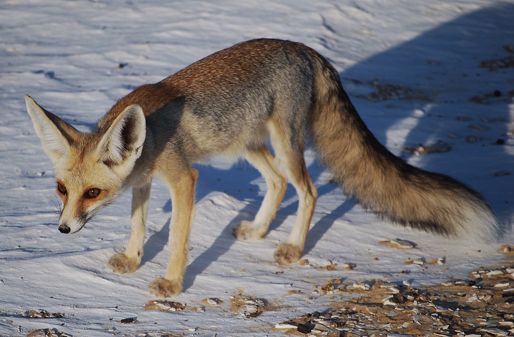 Rüppell's fox in White Desert, Egypt.