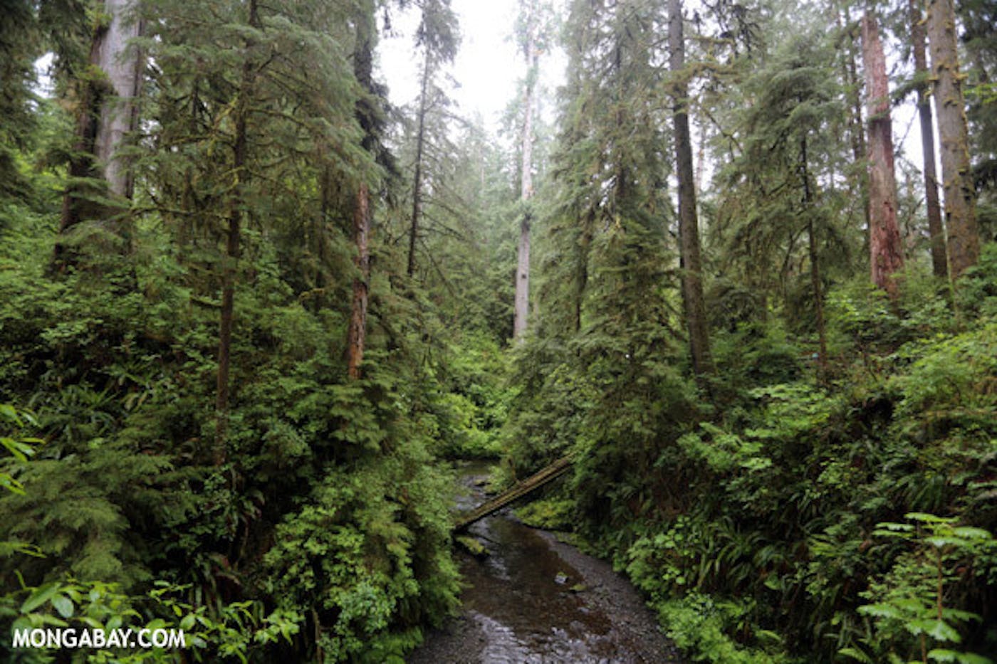 Pacific Northwest Coastal Forests (NA15)