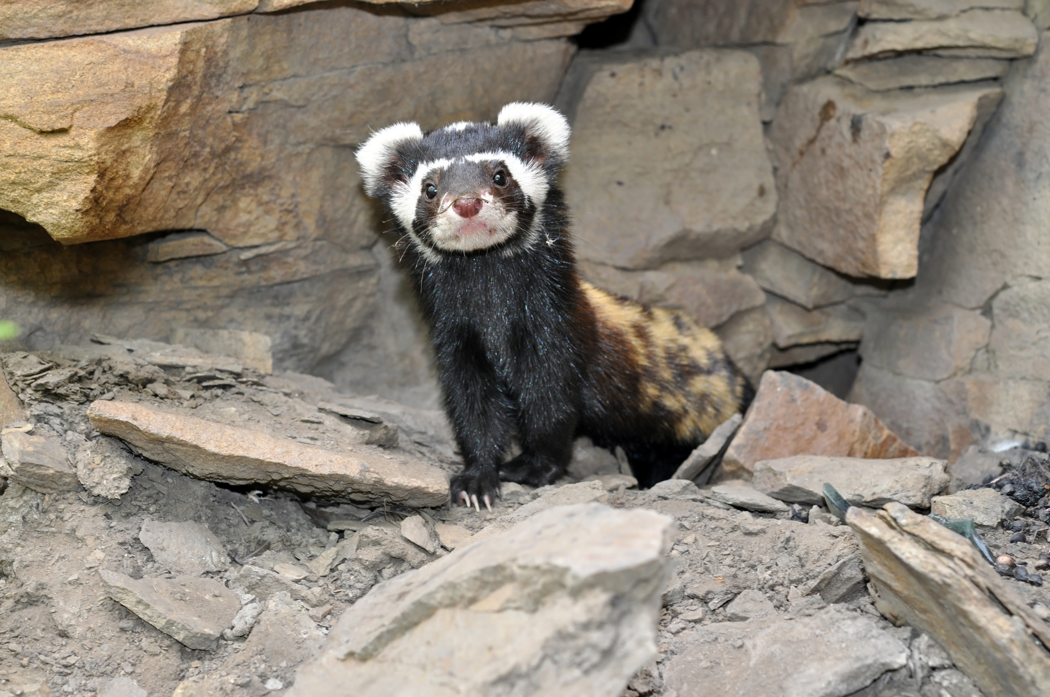 A marbled polecat spotted in Regional Landscape Park Zuevsky, Ukraine. Image Credit: © Evgovorov, Dreamstime. A marbled polecat spotted in Regional Landscape Park Zuevsky, Ukraine. Image Credit: © Evgovorov, Dreamstime.