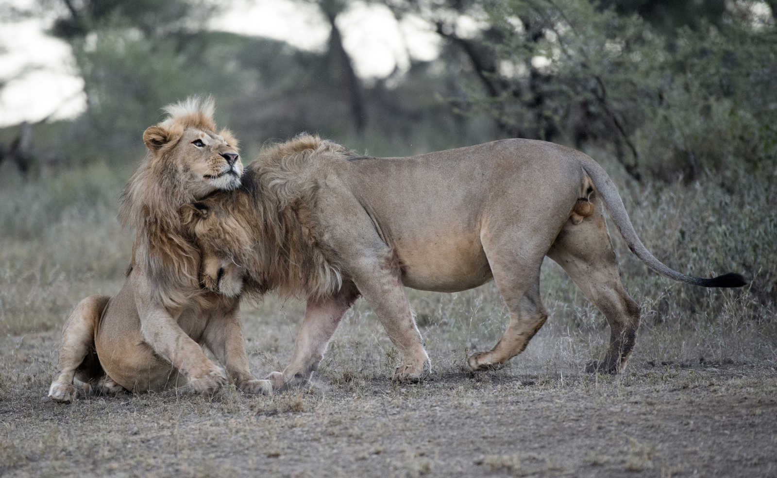 Two male lions greeting in Serengeti National Park, Tanzania, Africa. Image Credit: © Johncarnemolla | Dreamstime.com.