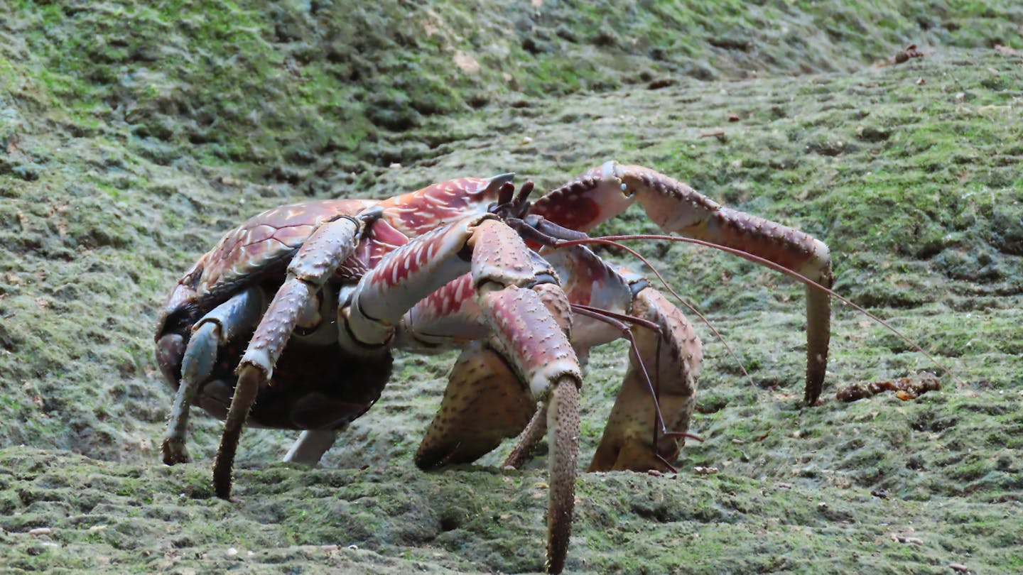 Inside the world of coconut crabs: The largest land arthropod