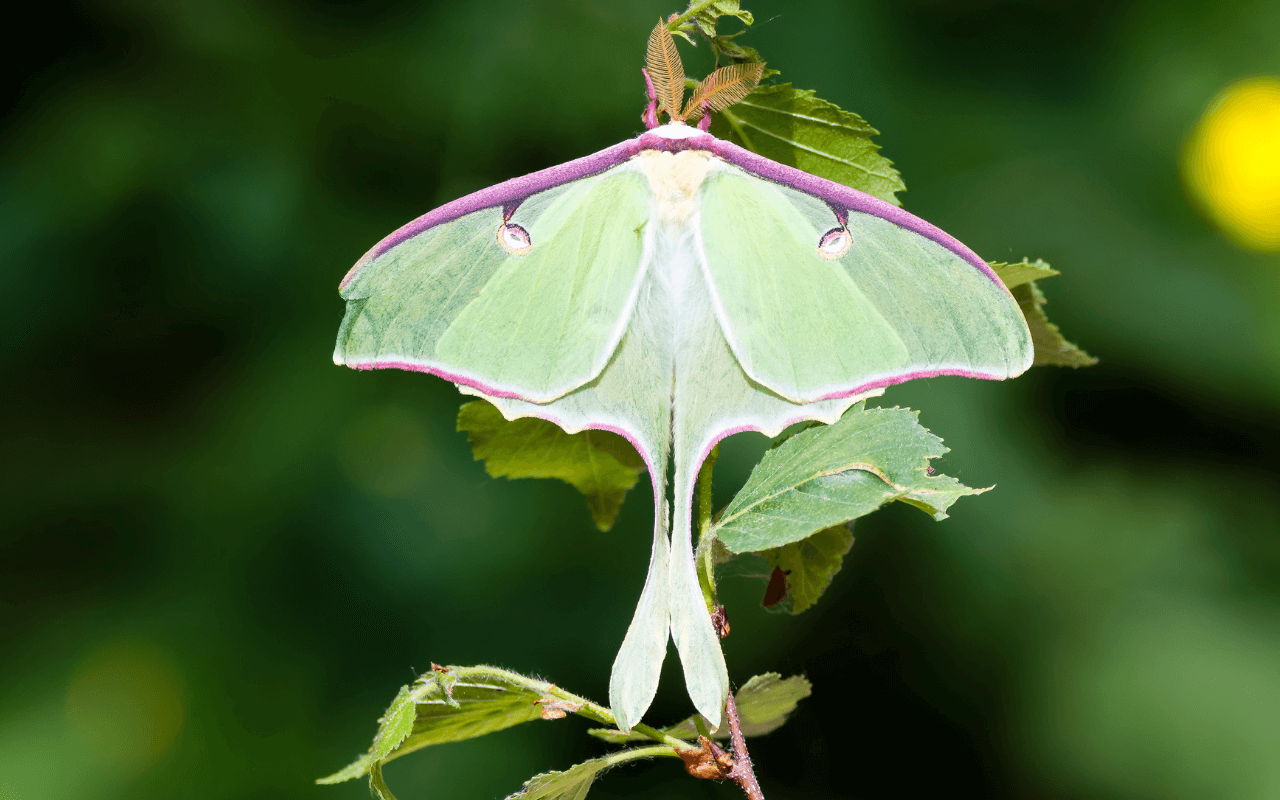Luna Moth on leaves. Image credit: Courtesy of Tim Arthur