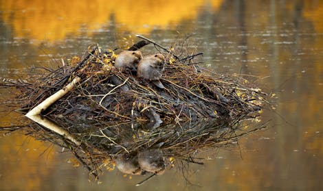 Preserving and Restoring the Forest Biodiversity of the Western Great Lakes Region of the US