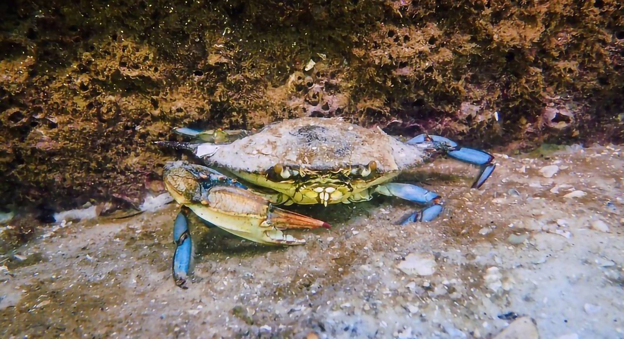 Blue crab (Callinectes Sapidus). Image credit: Phil's 1st Pix via Flickr, CC-BY-NC-SA 2.0