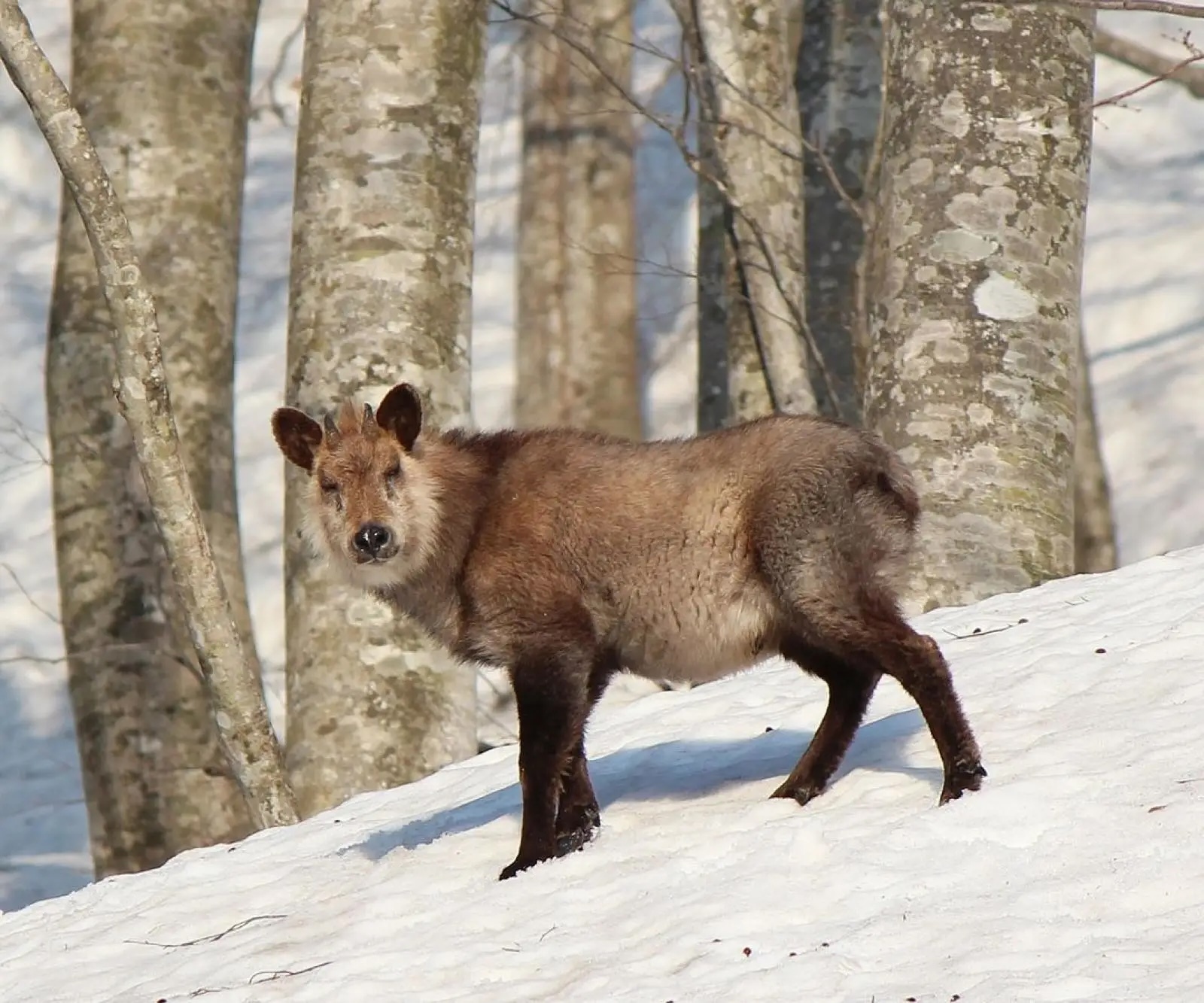 Japanese serow. Image Credit: Alpsdake, Animalia.bio.