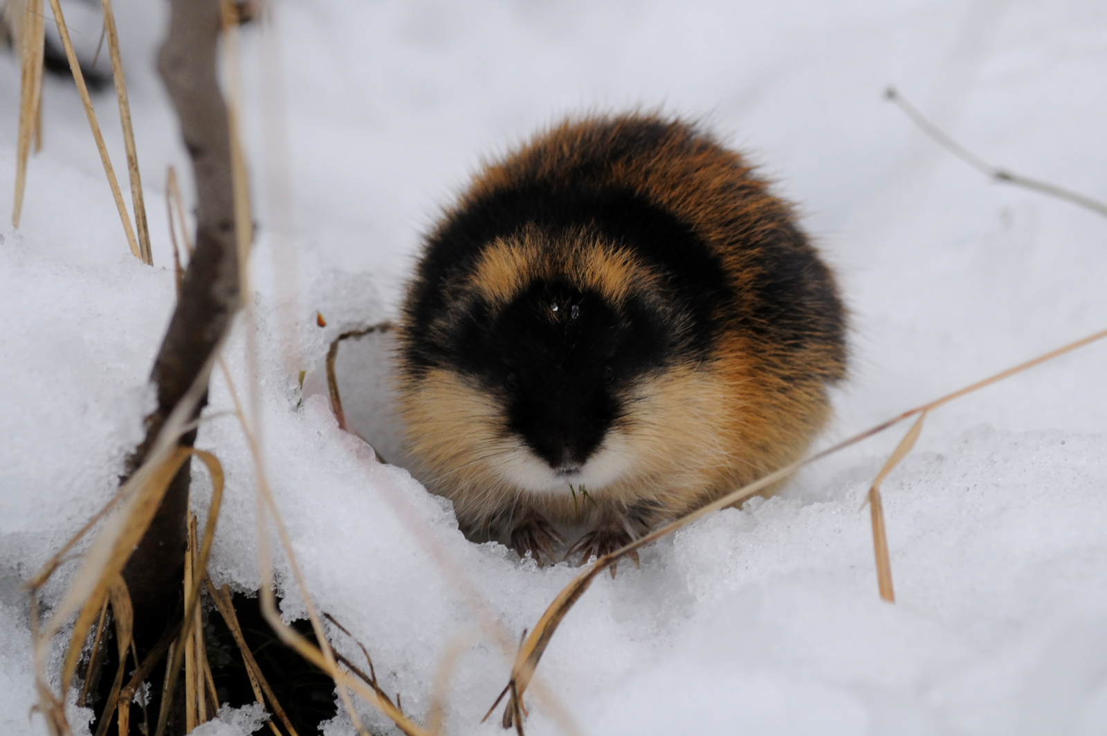A Norway lemming in the Russian snow looking for food. Image Credit: © Aleksei Siniakov, Dreamstime. A Norway lemming in the Russian snow looking for food. Image Credit: © Aleksei Siniakov, Dreamstime.